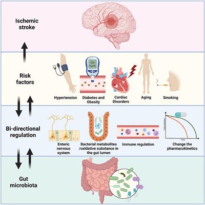 How Brain Infarction Links With the Microbiota–Gut–Brain Axis: Hints From Studies Focusing on the Risk Factors for Ischemic Stroke